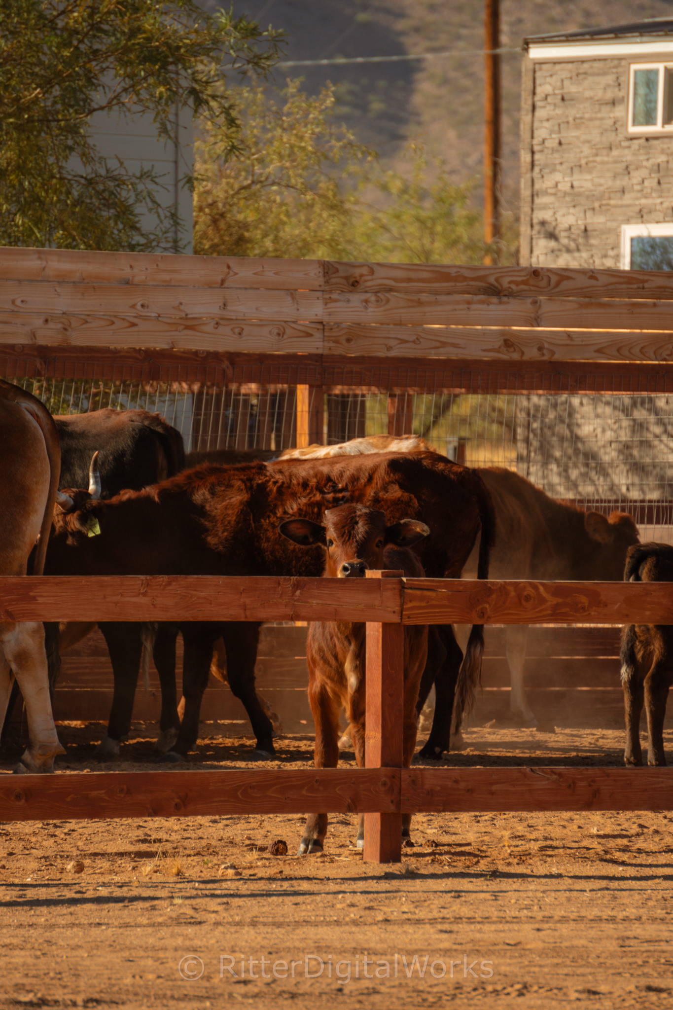 Desert calf