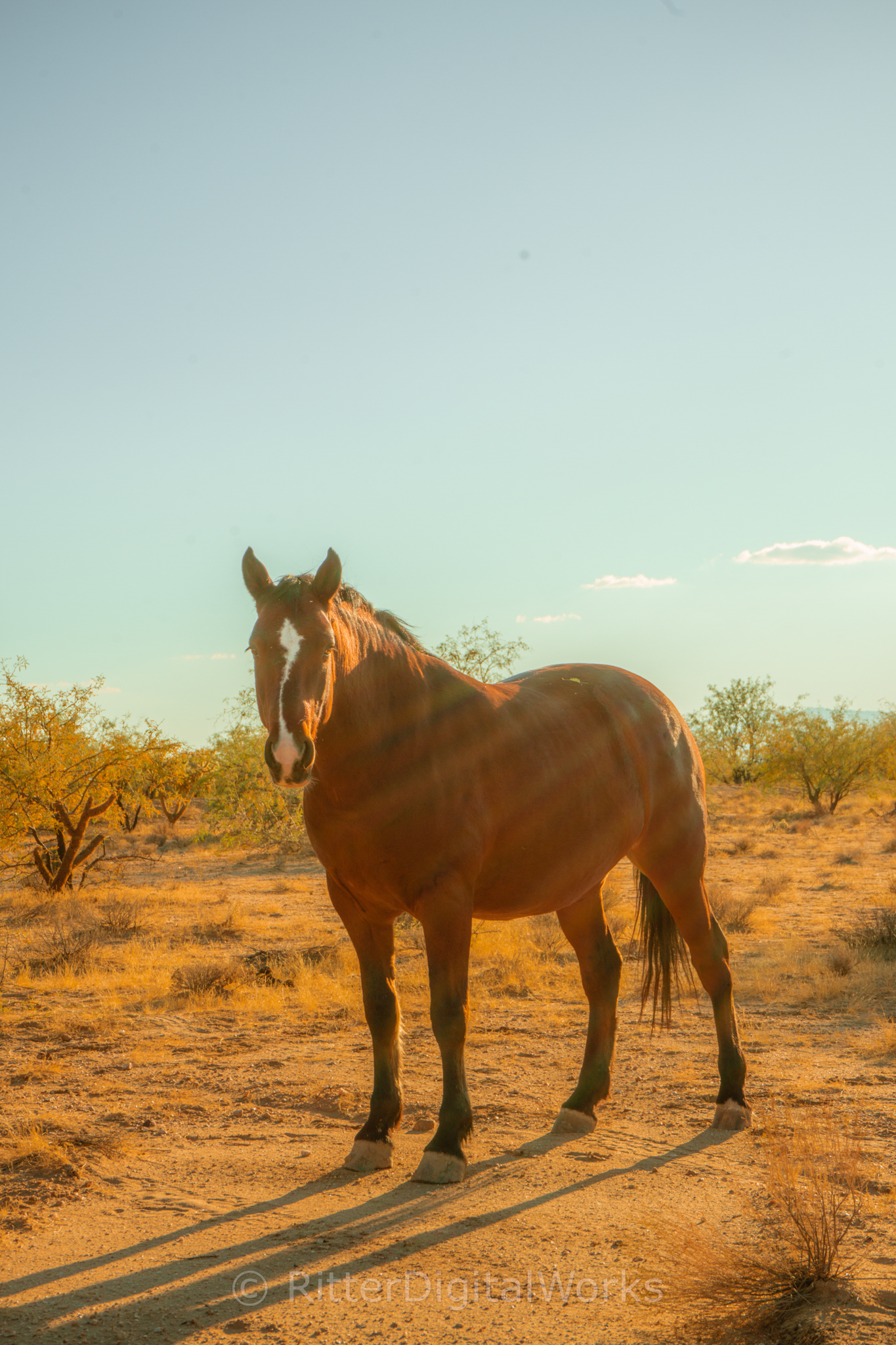 Desert Horse