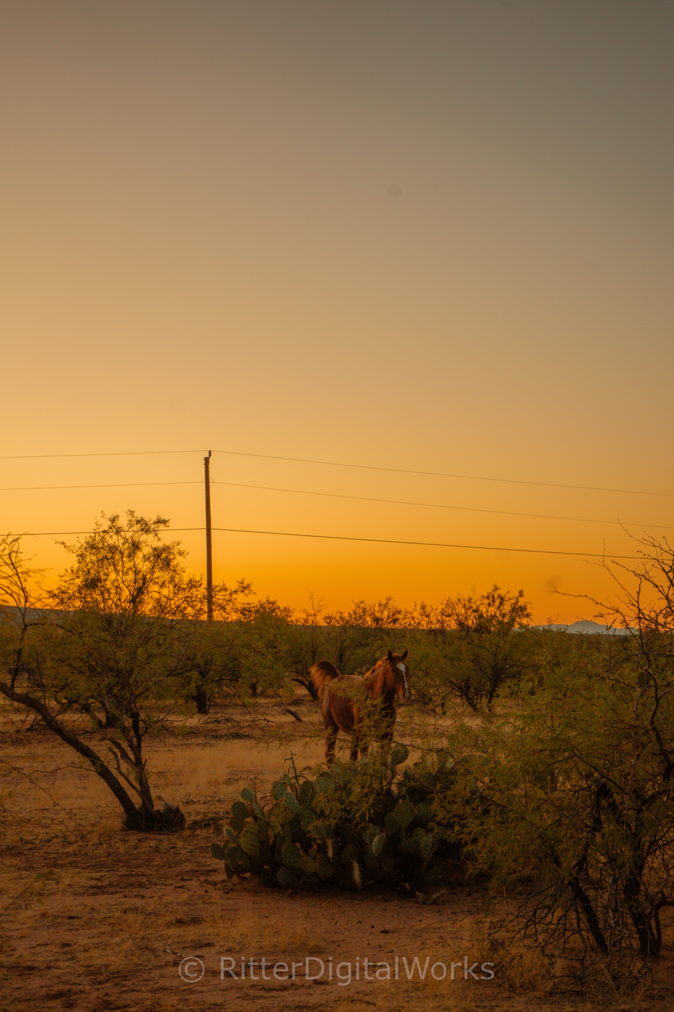DesertHorseSunset