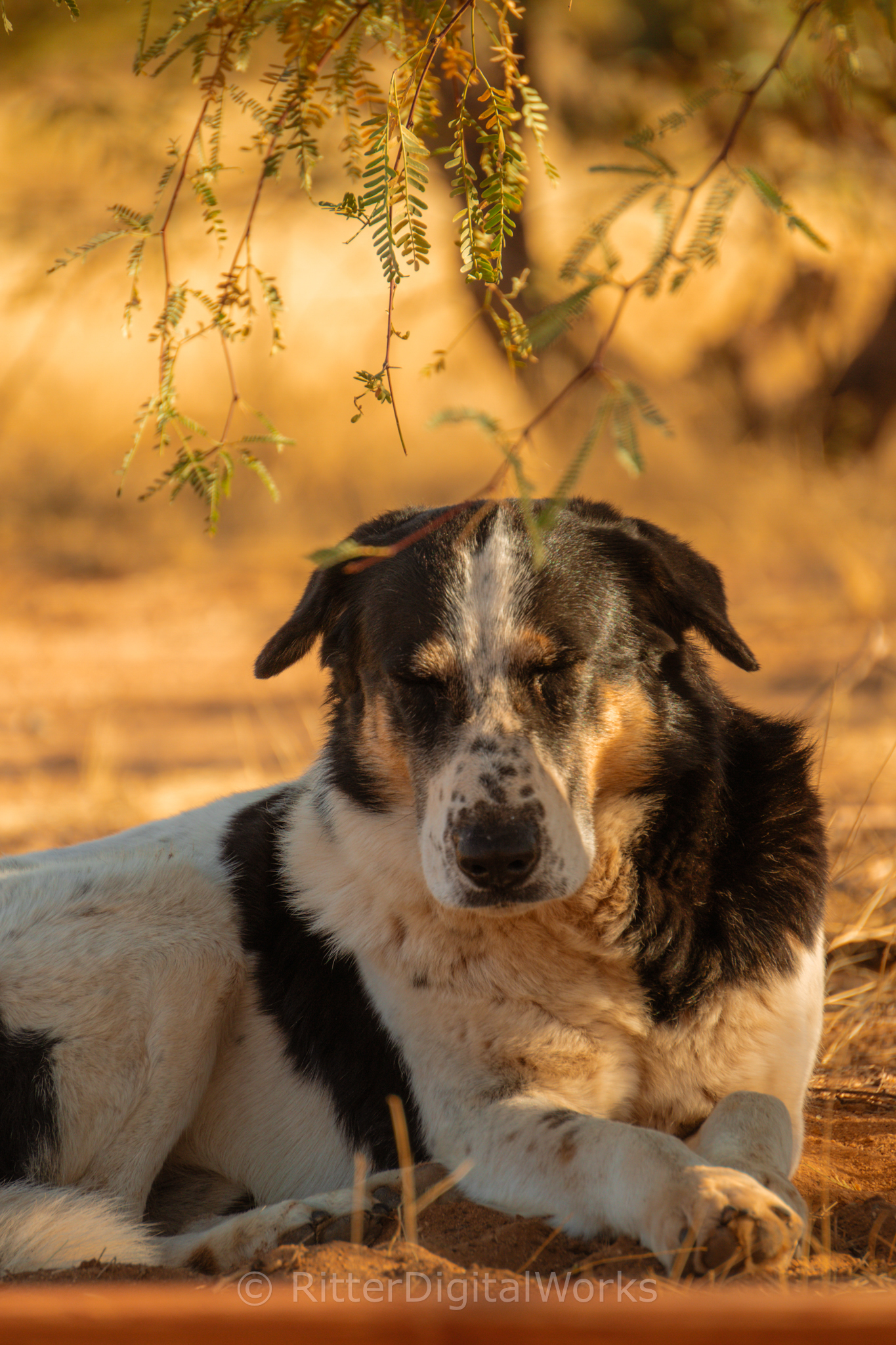 Desert Dog