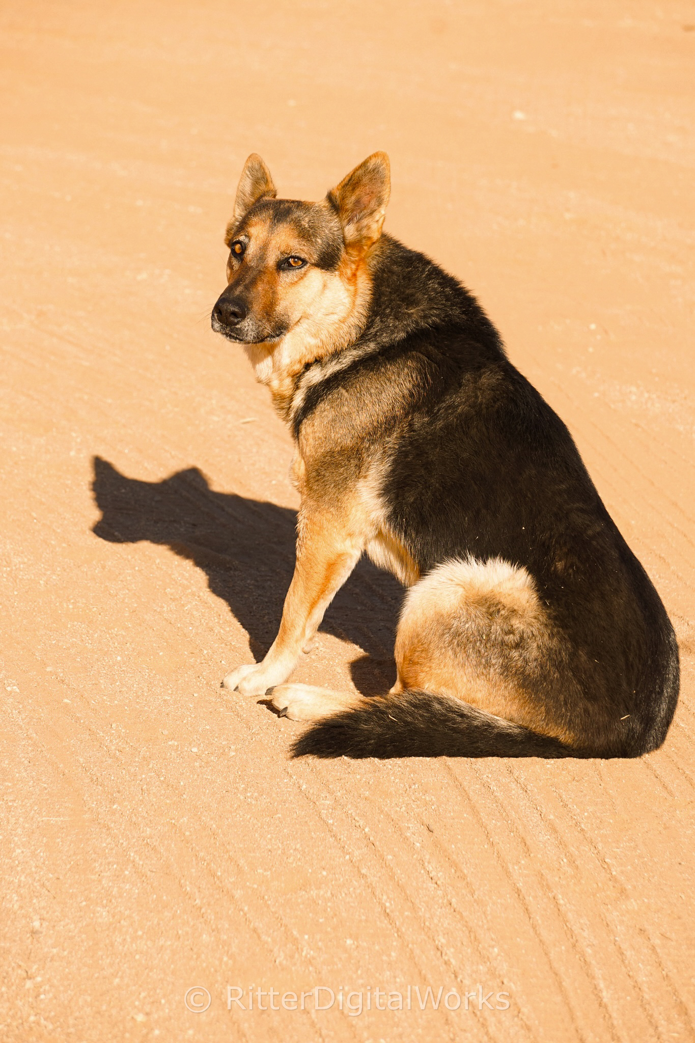 SunnyDayDog